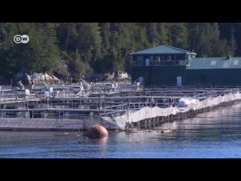 The Problem with Farmed Salmon | Global 3000