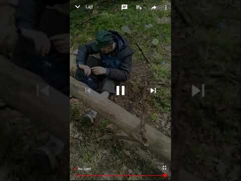 Major wali rozpuch w lesie.