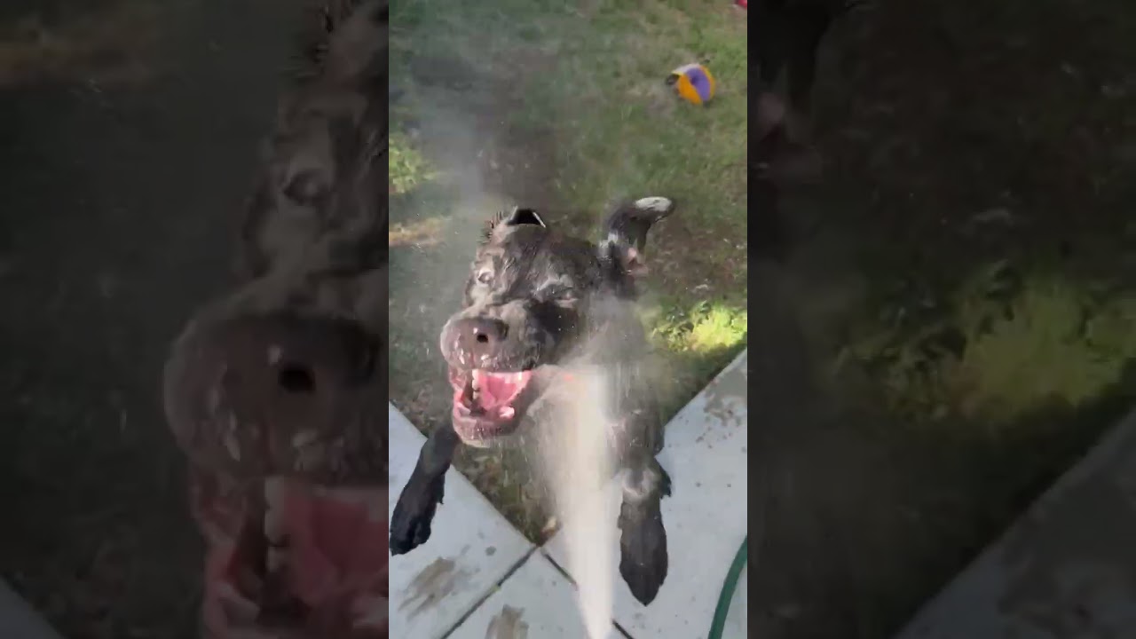 Donnie, a ADOPTABLE mixed breed in Sacramento, CA video 2/6
