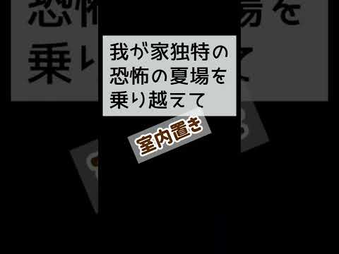 蘭の茎の切り方は？避けるべき最善のヒントと間違い  庭園