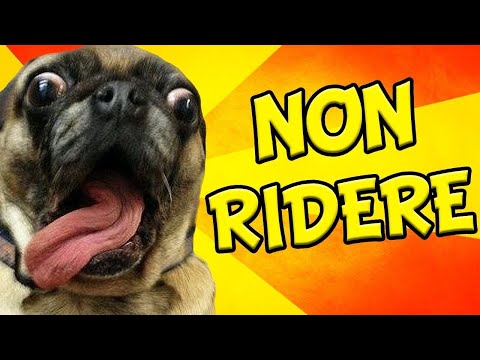 Funny Animals - Animali😹Cani & Gatti 🐶 divertenti - Prova a non ridere :)