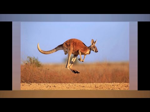 National Geographic Animal Alphabet 