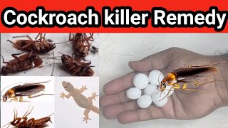 Effective Home Remedies to Get Rid of Cockroaches Within 5 Minutes || House of Remedies