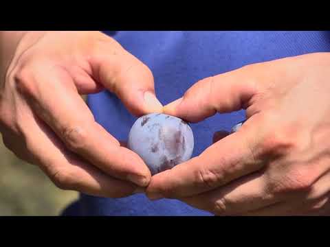 Woher kommen eigentlich die Zwetschken?