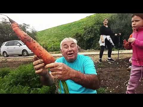 אליעזר והגזר (ככה על הדרך), קיבוץ גשר