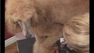 Poodle Dog Grooming : Holding a Poodle's Paws for Grooming
