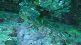 Sea Horse Having Fun