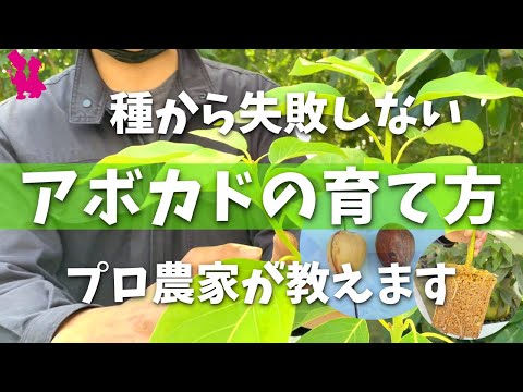 健康なアボカド果実を育てる方法の手順