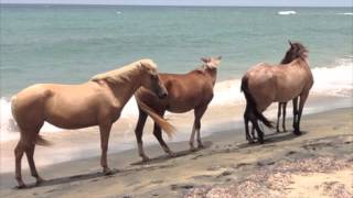 Jimi Hendrix "Pali Gap" - Horses wild & free