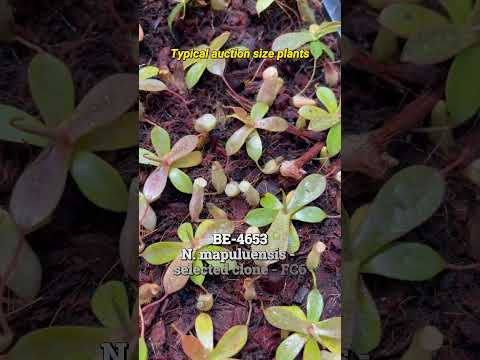 [Auction Item Short] BE-4653 | N. mapuluensis - selected clone FC6