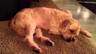 Some dream!  Sweet dreams Brody!!