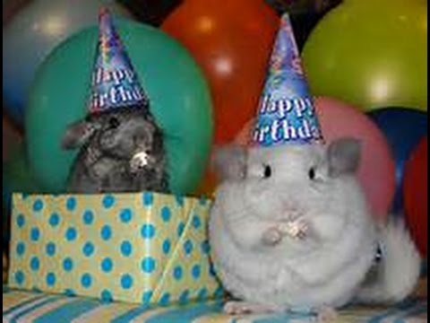 Chinchillas, Hamsters, Rats and Mice !