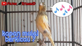Download lagu Usia berapa burung KENARI BERKICAU ? mp3