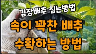 김장배추" 이렇게 심으면 달고 맛있는 속이 꽉찬 배추를 수확 합니다! #김장배추심는방법 #김장배추크게만드는방…