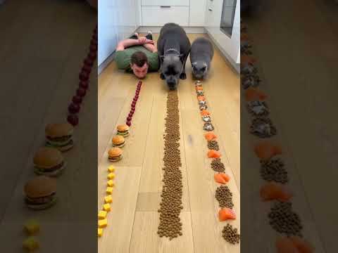 He didn’t win the challenge. He looted it 😭😂 #dog #cat #FoodChallenge #pets #canecorse