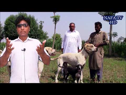 Interview SHO Maqbool Husain  Namber Dar And Beautiful Bully Mastiff Dogs By Nafa tv hd