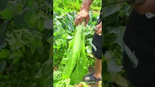 Vegetables cutting shorts youtubeshorts agriculture farming