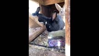 Alaskan Hare Rabbits Videos