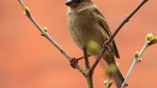 O Ri Chiraiya Song Save Birds Watch Hd Mp4 Videos Download Free