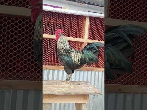The biggest roosters compilation - Crowing roosters of more than 100 heritage chicken breeds