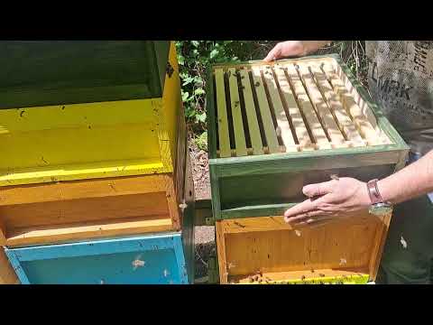 puna košnica varoe,ovo morate videti 🤣