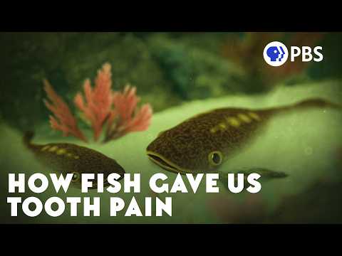 Why Evolution Made Your Teeth Hurt