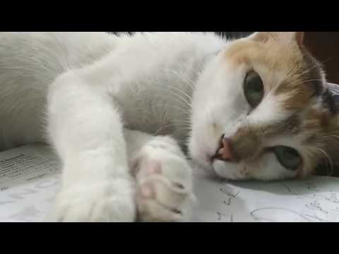 Deshi cat Clinic @ Dr. Sagir's Pet Clinic 01912251312