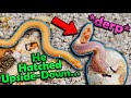 Albino SUPERCONDA Hognoses Hatching