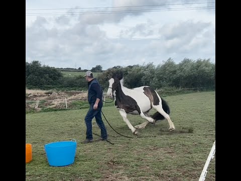 YouTube video about: Are horses afraid of snakes?