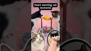 Heartwarming cat shorts compilation
