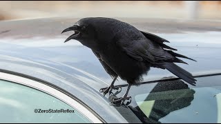 You Have To Say What You Have to Say, Crow