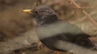 Download lagu Anis Gading / mountain black bird, si cantik yang ramah dari Gunung Prau mp3