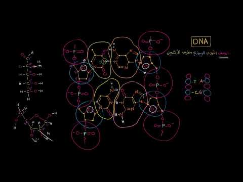 الصف العاشر الأحياء الجُزيئات الضخمة التركيب المتوازي عكسيًا لسلاسل الحمض النووي DNA