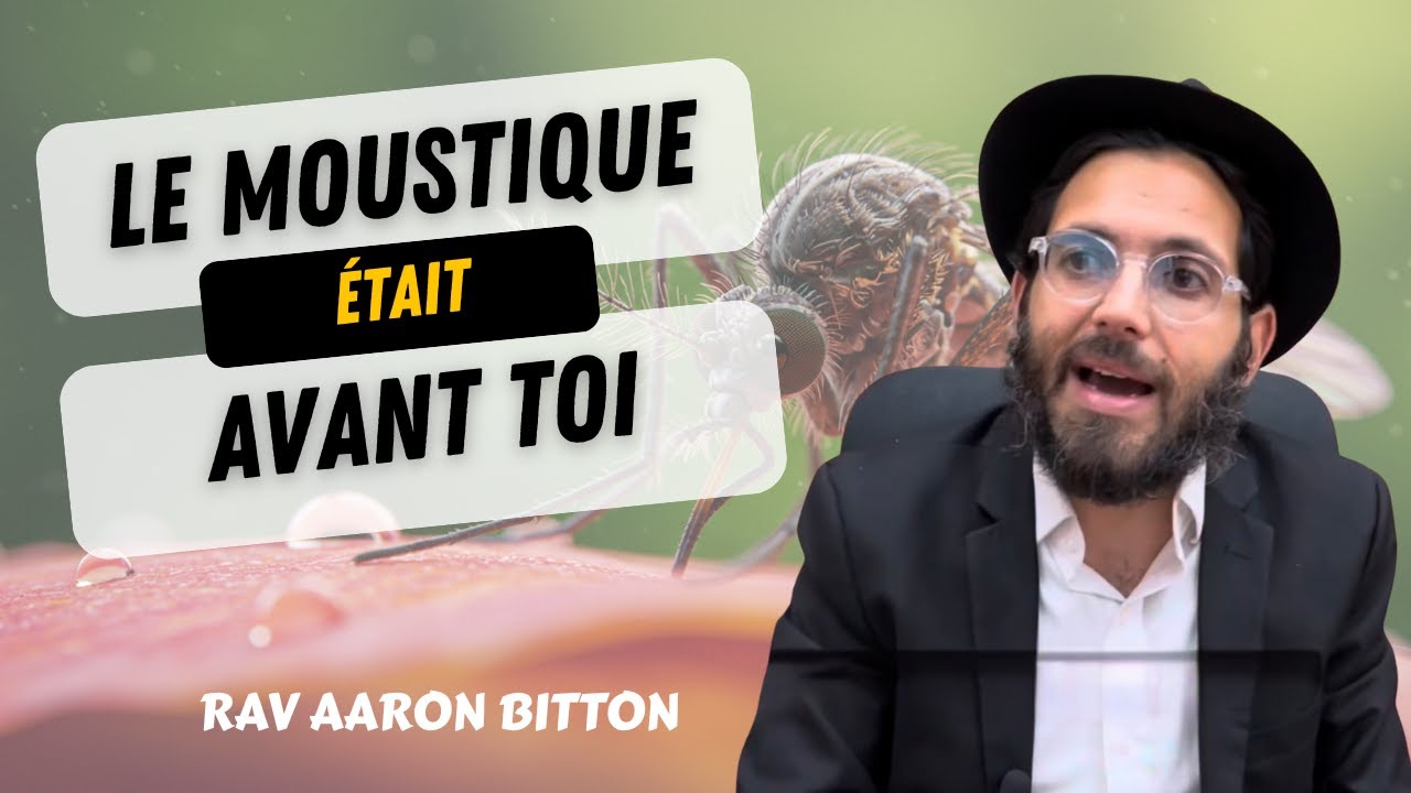 Le moustique était avant toi
