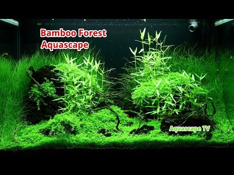 Bamboo Forest Aquascape Asian Style | Aquascape TV