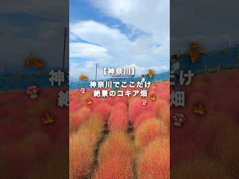 【神奈川・松田町】神奈川で唯一見れるコキアがかわいい　#神奈川観光　#神奈川　#神奈川県