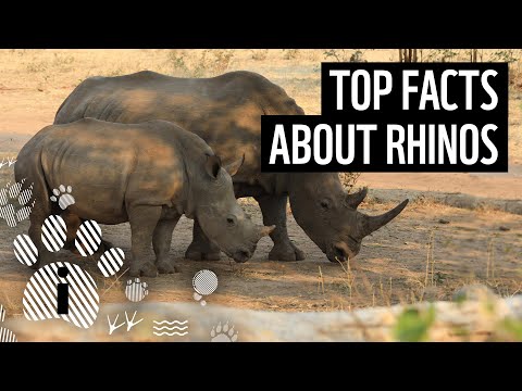 Top 10 Rhino Facts | Animal Fun Facts | WWF