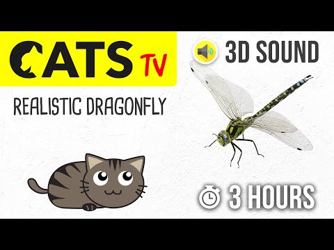 CATS TV - Realistic Dragonfly - 3 HOURS (Entertainment Video for Cats & Dogs to Watch)