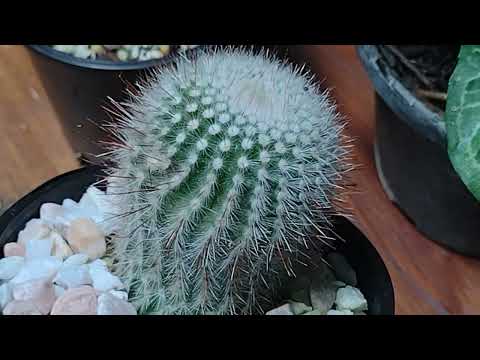 Plant haul 29th and 30th January 2022