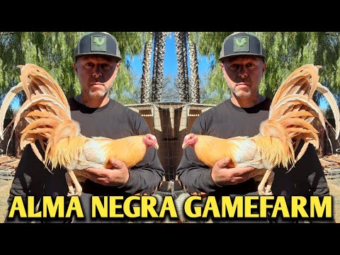 Beautiful Birds - ALMA NEGRA FARM - Bacon Warhorse