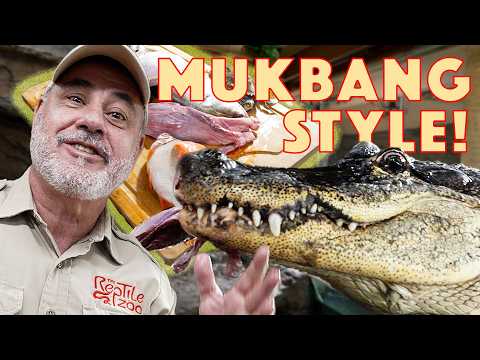 Darth Gator Mukbang: Feeding Exotic Alligators Safely