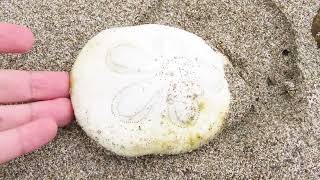 砂浜に白い円盤が落ちていた【須江ダイビングセンター付近 / Vlog】