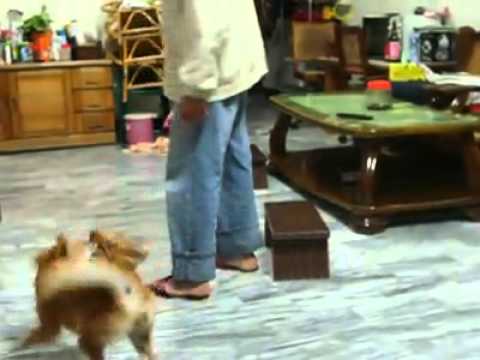 路西法在家PK牠阿公(原發表者:路西法麻)(影片)