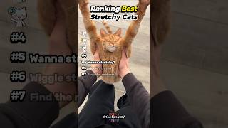 Ranking Best Stretchy Cats!🤗❤️#editlyrics #catvideos #catcompilation