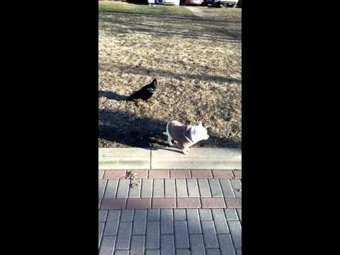 Ворон чуть не унёс собаку....!!!!!!