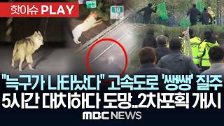 늑구가 나타났다 고속도로 '쌩쌩' 질주, 5시간 대치하다 도망..2차 포획 개시 - [핫이슈PLAY] MBC뉴스 2026년 04월 14일
