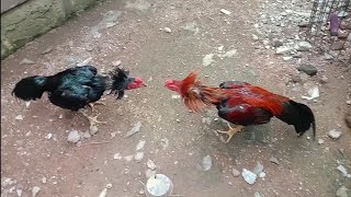 Download lagu Ayam BlackBull Kualitas super!!!! mp3