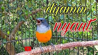 Download lagu kemade bunga api, pancingan kemade biar bunyi dan cepat gacor. mp3 Download lagu kemade bunga api, pancingan kemade biar bunyi dan cepat gacor. mp3