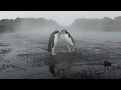 Penguin fight in an active volcano