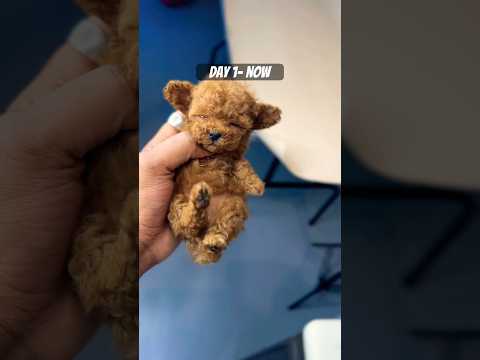 My Day 1 #poodle #puppy #doglover #shorts